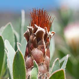 protea
